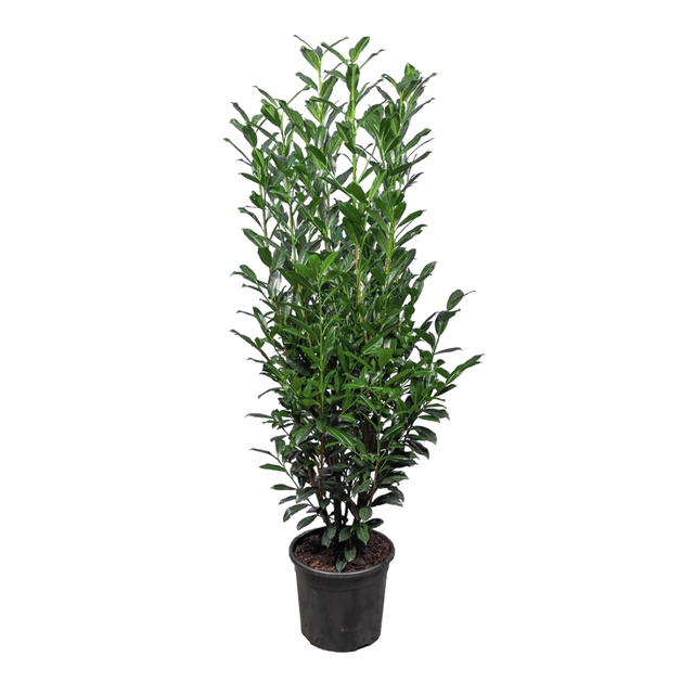 Kirschlorbeer Elly®