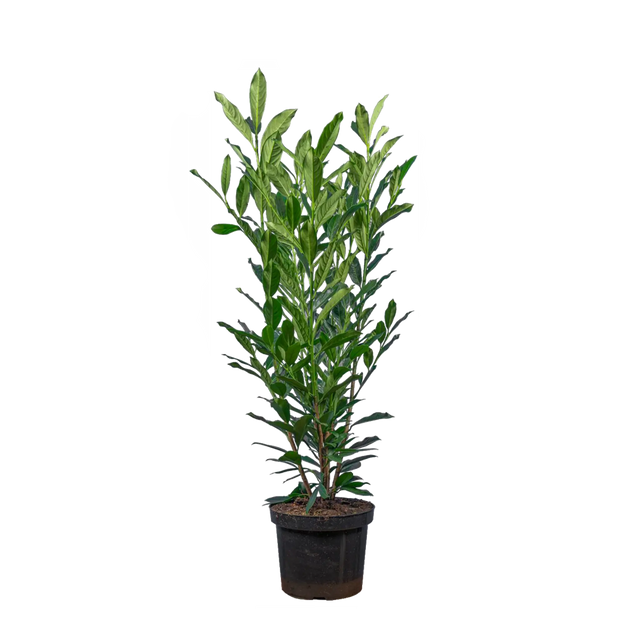 Kirschlorbeer Elly®