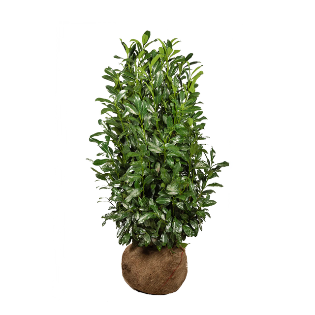 Kirschlorbeer Elly®