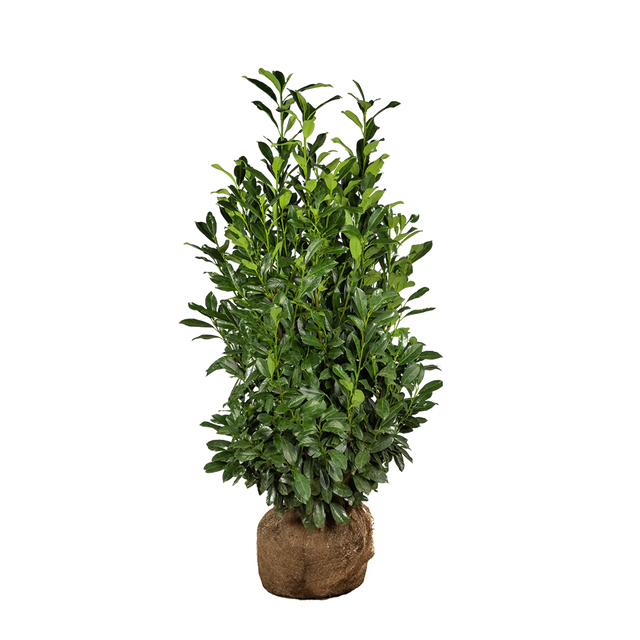 Kirschlorbeer Elly®