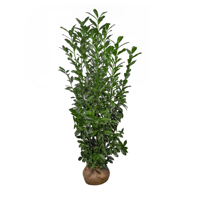 Kirschlorbeer Elly®