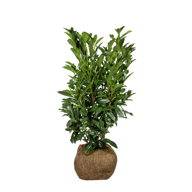 Kirschlorbeer Elly®