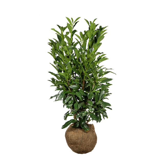 Kirschlorbeer Elly®