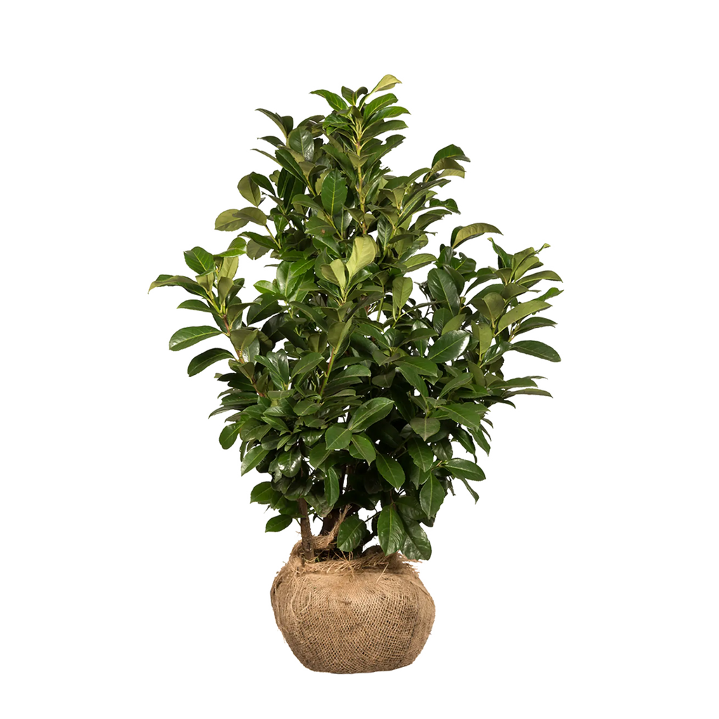 Kirschlorbeer Etna (Prunus laurocerasus 'Etna') | 60-80 cm mit Wurzelballen 