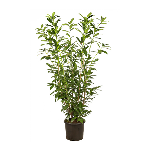 Kirschlorbeer Genolia ®