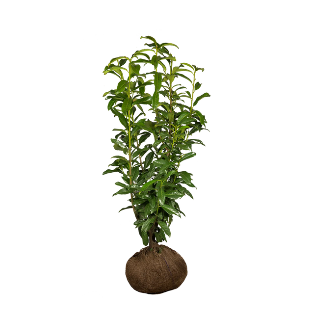 Kirschlorbeer Genolia ®