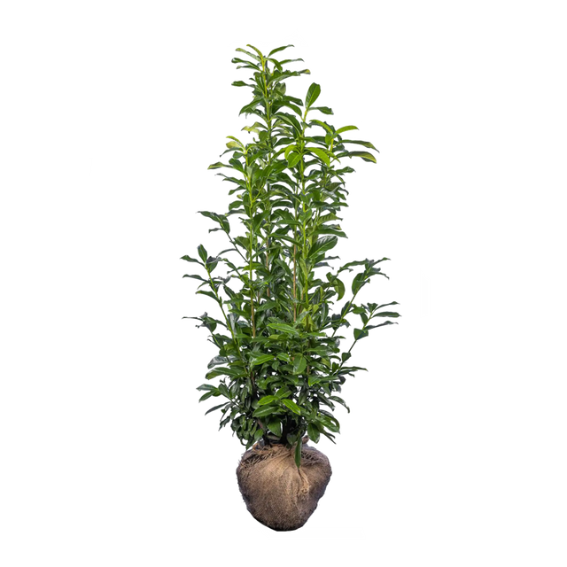 Kirschlorbeer Genolia ®