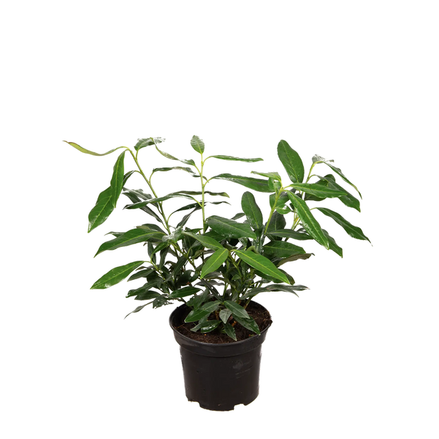 Kirschlorbeer Herbergii