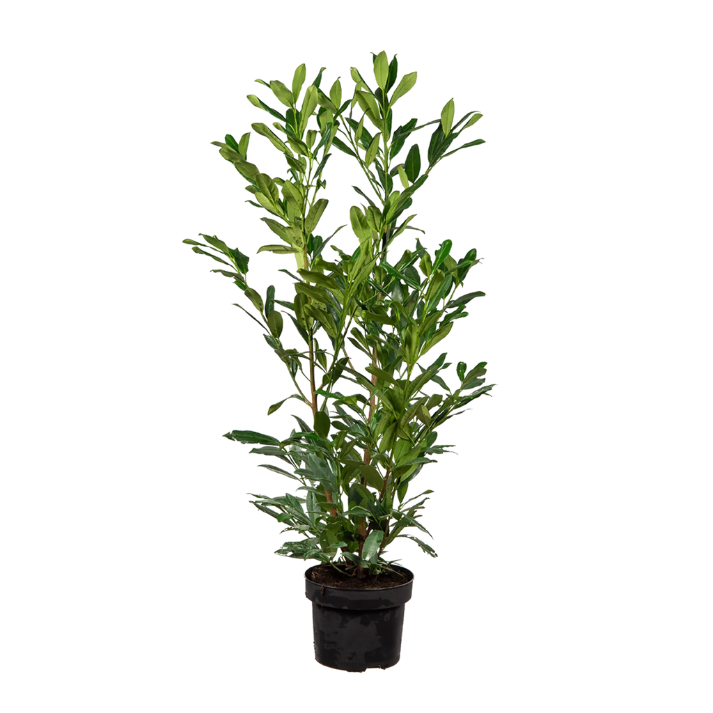 Kirschlorbeer Herbergii (Prunus laurocerasus 'Herbergii') | 100-125 cm im  Topf