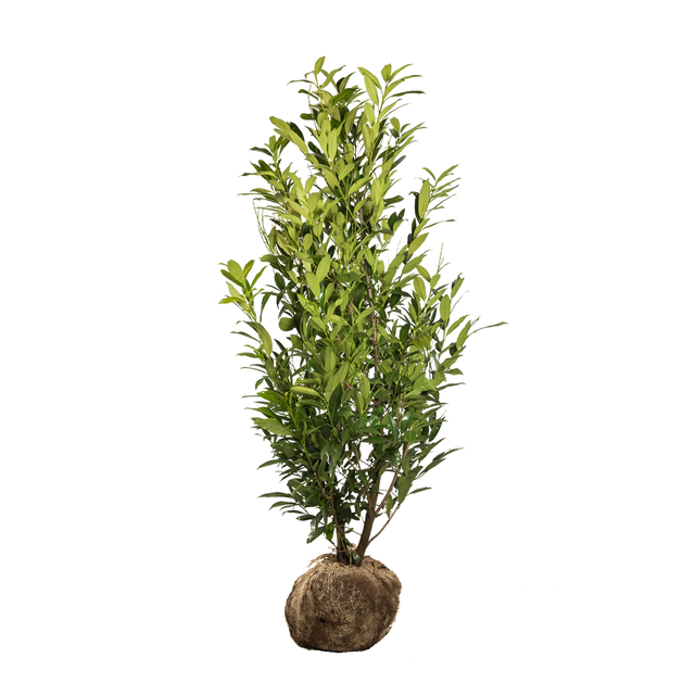 Kirschlorbeer Herbergii