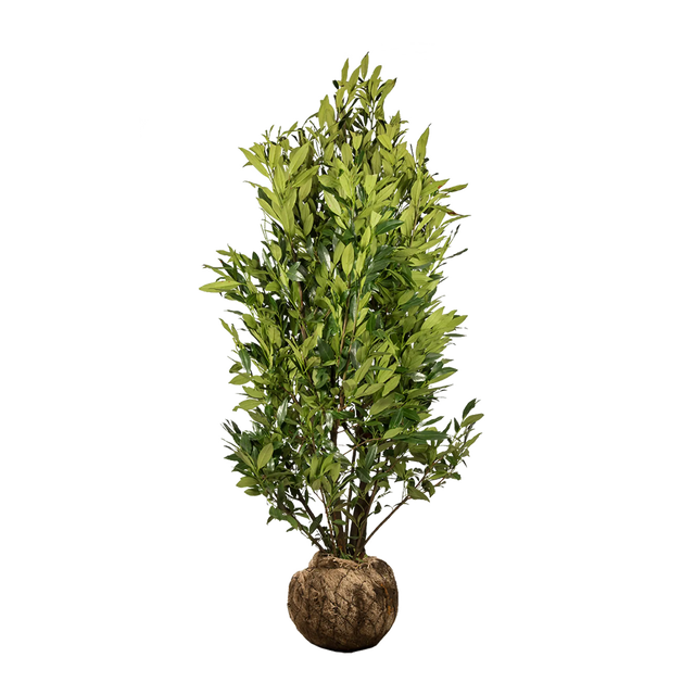 Kirschlorbeer Herbergii