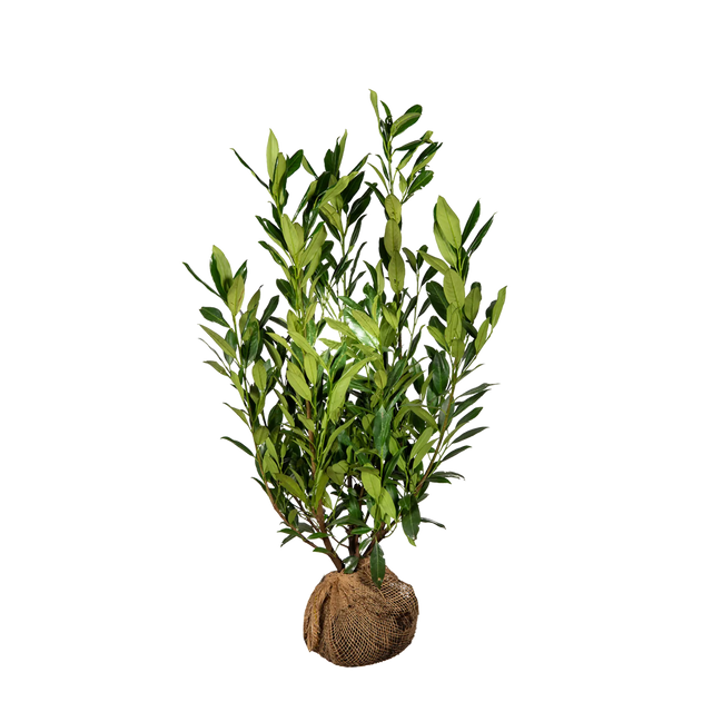 Kirschlorbeer Herbergii