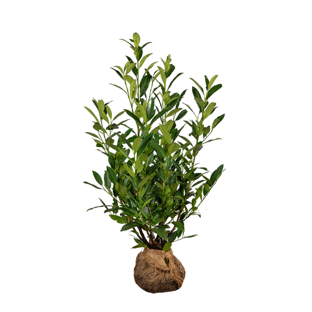 Kirschlorbeer Herbergii