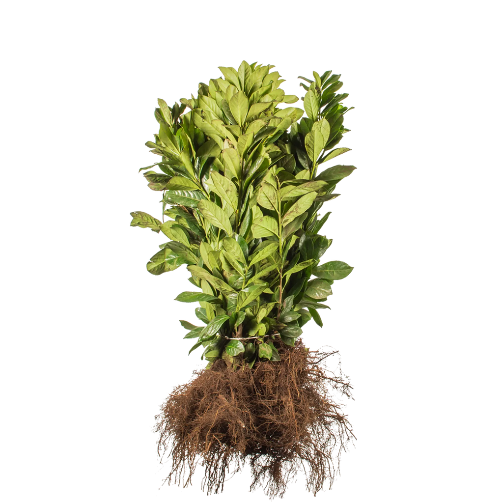 kirschlorbeer-prunus-laurocerasus-novita-wurzelware-30-40-cm