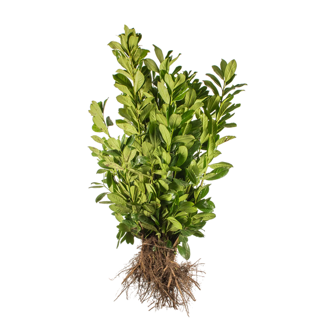 Kirschlorbeer Novita