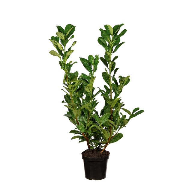 Kirschlorbeer Novita