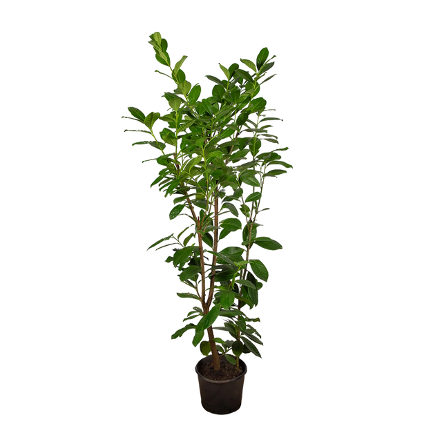 Kirschlorbeer Novita