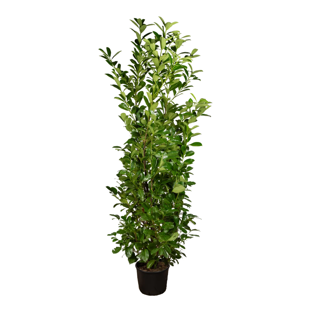 kirschlorbeer novita winterhart Kirschlorbeer Novita (Prunus laurocerasus 'Novita') | 175-200 cm im Topf