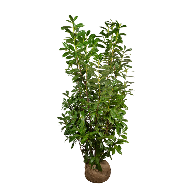 Kirschlorbeer Novita