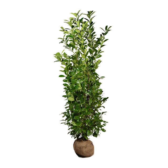 Kirschlorbeer Novita