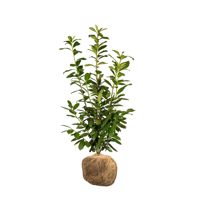 Kirschlorbeer Novita