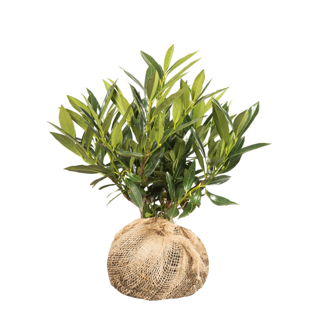 Kirschlorbeer Otto Luyken