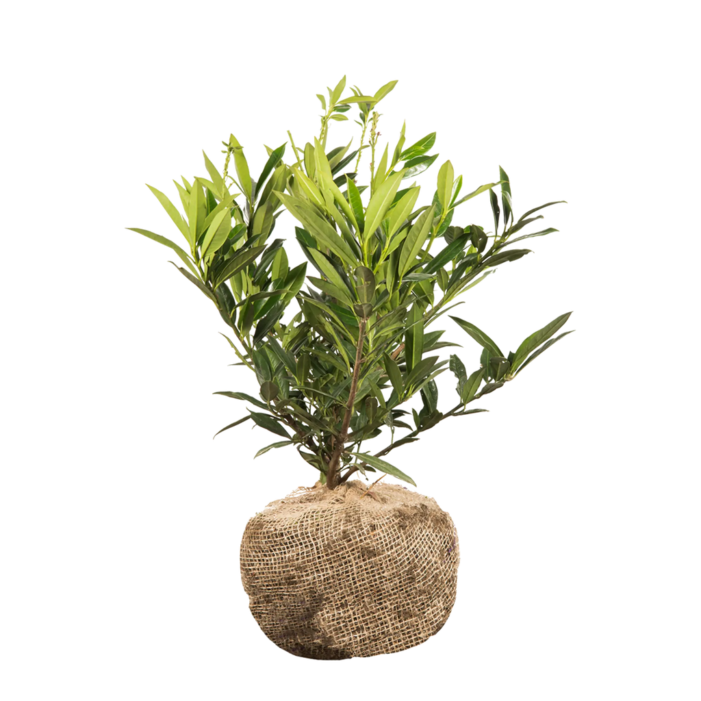kirschlorbeer otto luyken pflanzabstand Kirschlorbeer Otto Luyken (Prunus laurocerasus 'Otto Luyken') | 40-50 cm  mit Wurzelballen