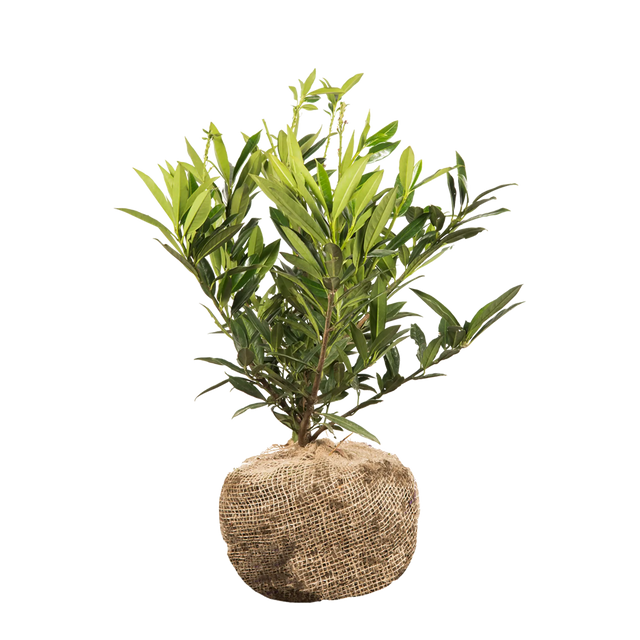 Kirschlorbeer Otto Luyken