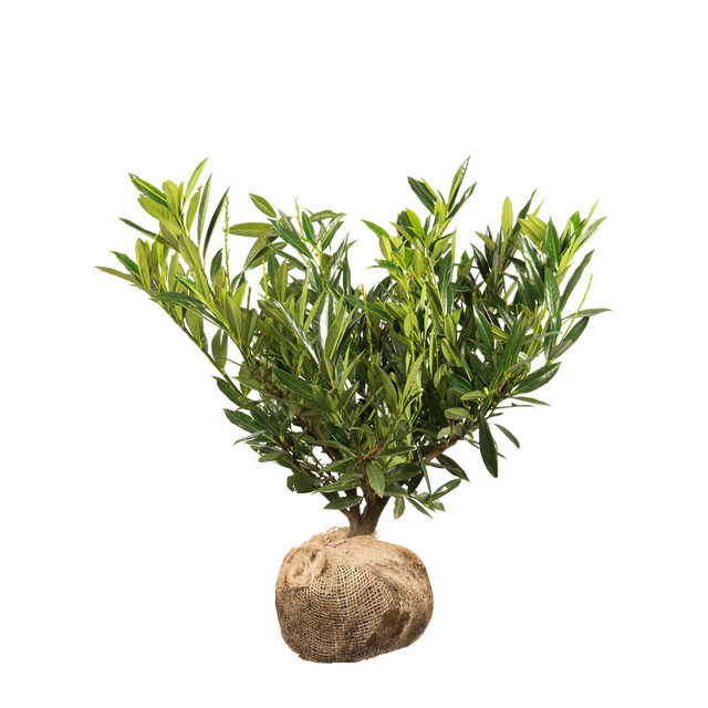 Kirschlorbeer Otto Luyken