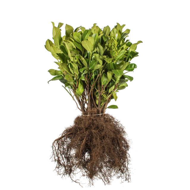 Kirschlorbeer Rotundifolia