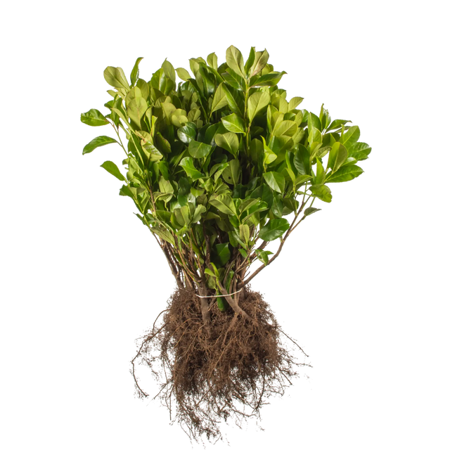 Kirschlorbeer Rotundifolia