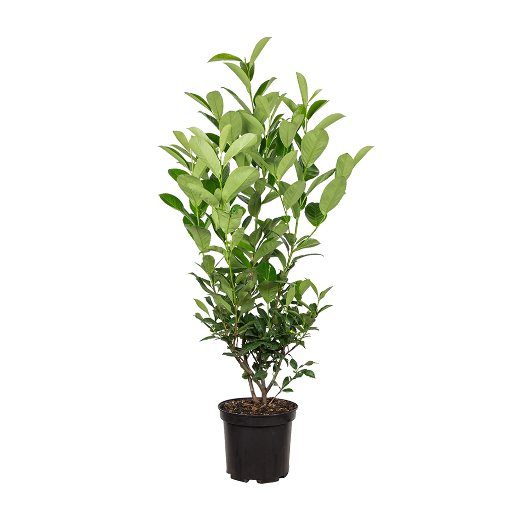 Kirschlorbeer Rotundifolia (Prunus laurocerasus 'Rotundifolia') | 125-150 cm  im Topf