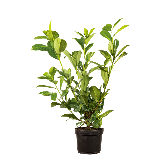 Kirschlorbeer Rotundifolia