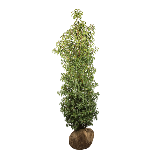 Portugiesischer Kirschlorbeer