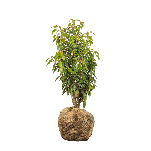 Portugiesischer Kirschlorbeer