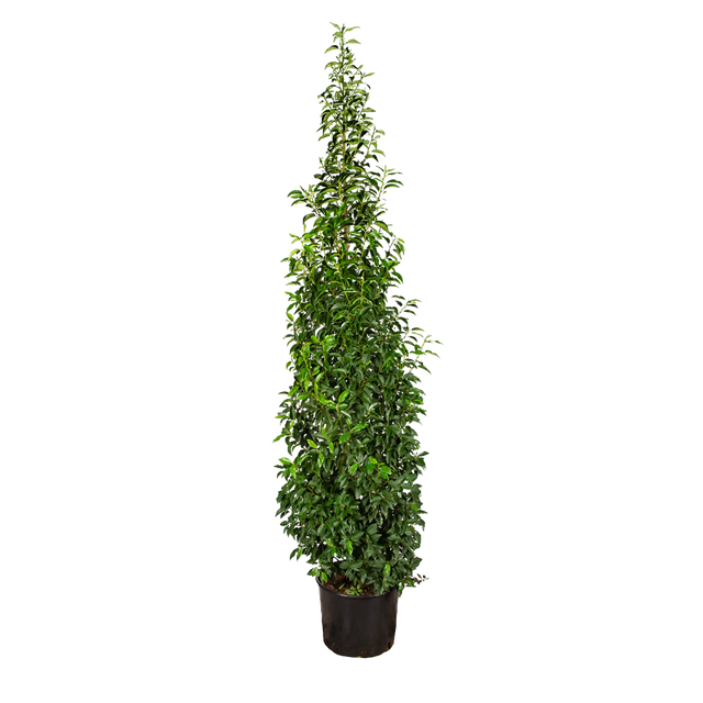 Portugiesischer Kirschlorbeer