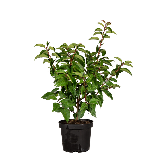 Portugiesischer Kirschlorbeer