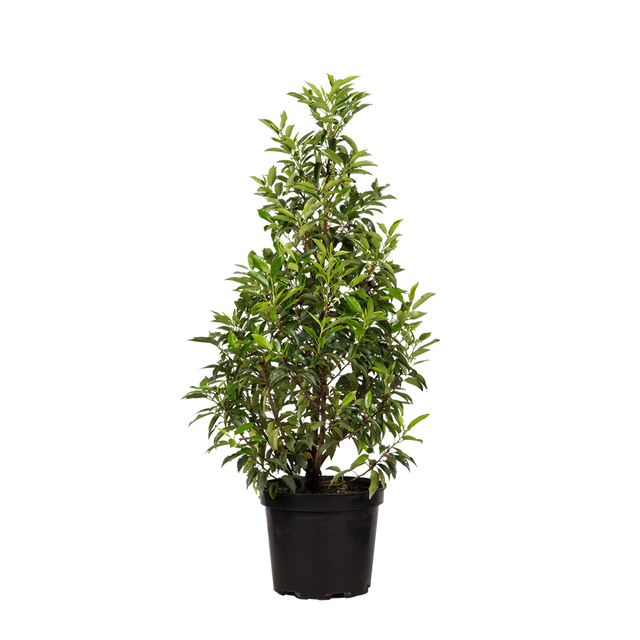 Portugiesischer Kirschlorbeer