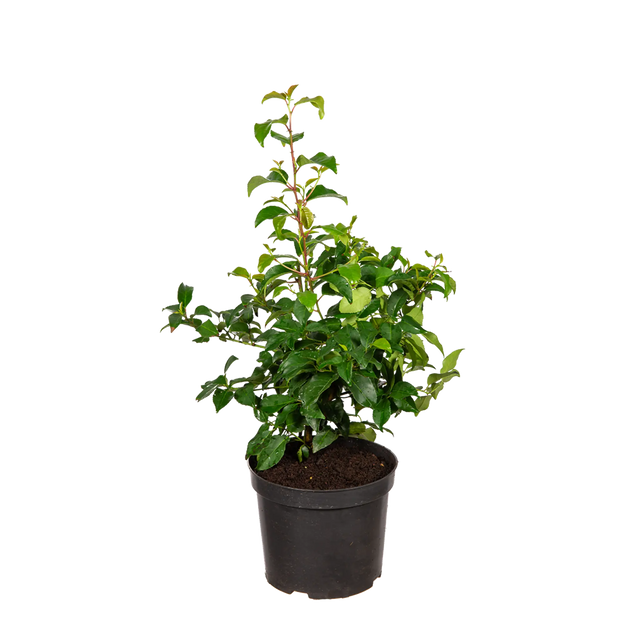 Portugiesischer Kirschlorbeer Tico®