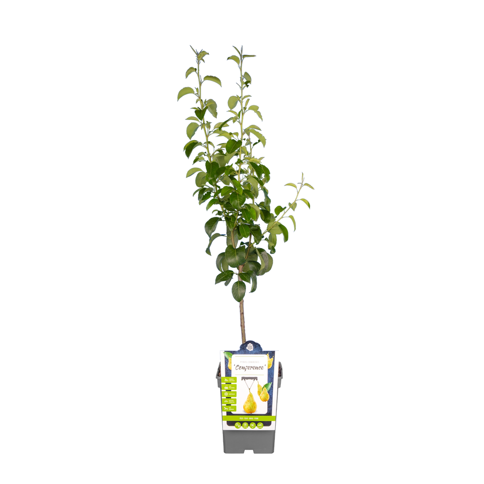 Birnbaum 'Conference'