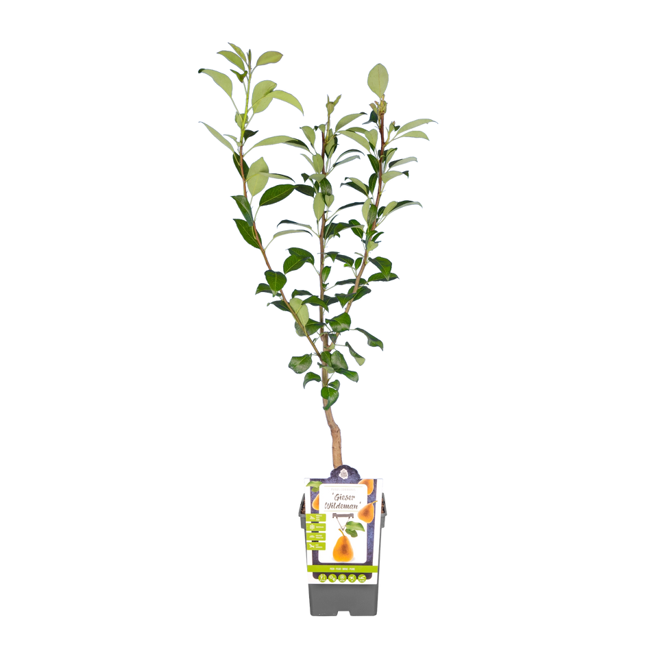 Birnbaum 'Gieser Wildeman'