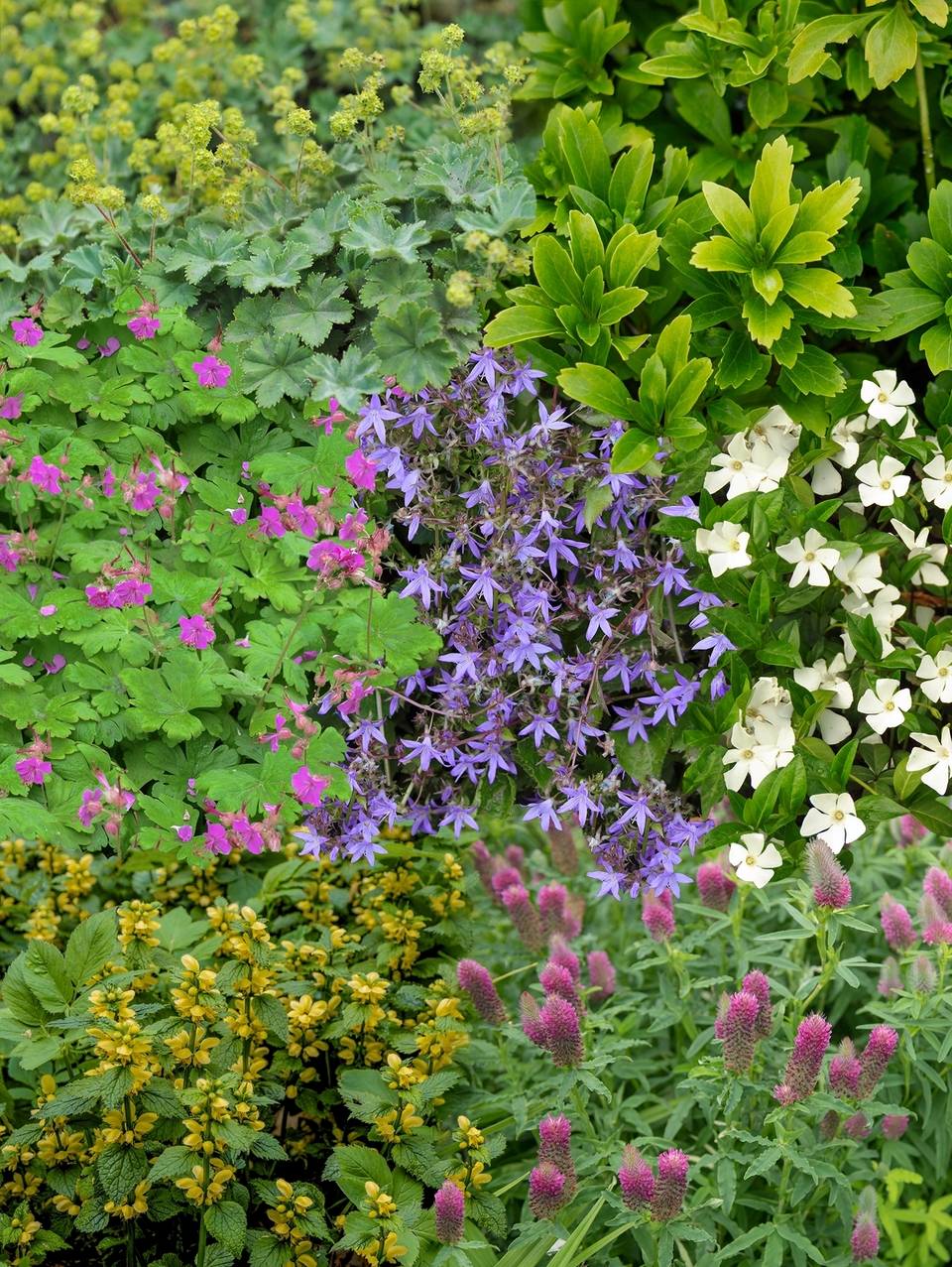 Staudenpaket Bodendecker
