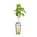 Sommerhimbeere 'Golden Bliss'