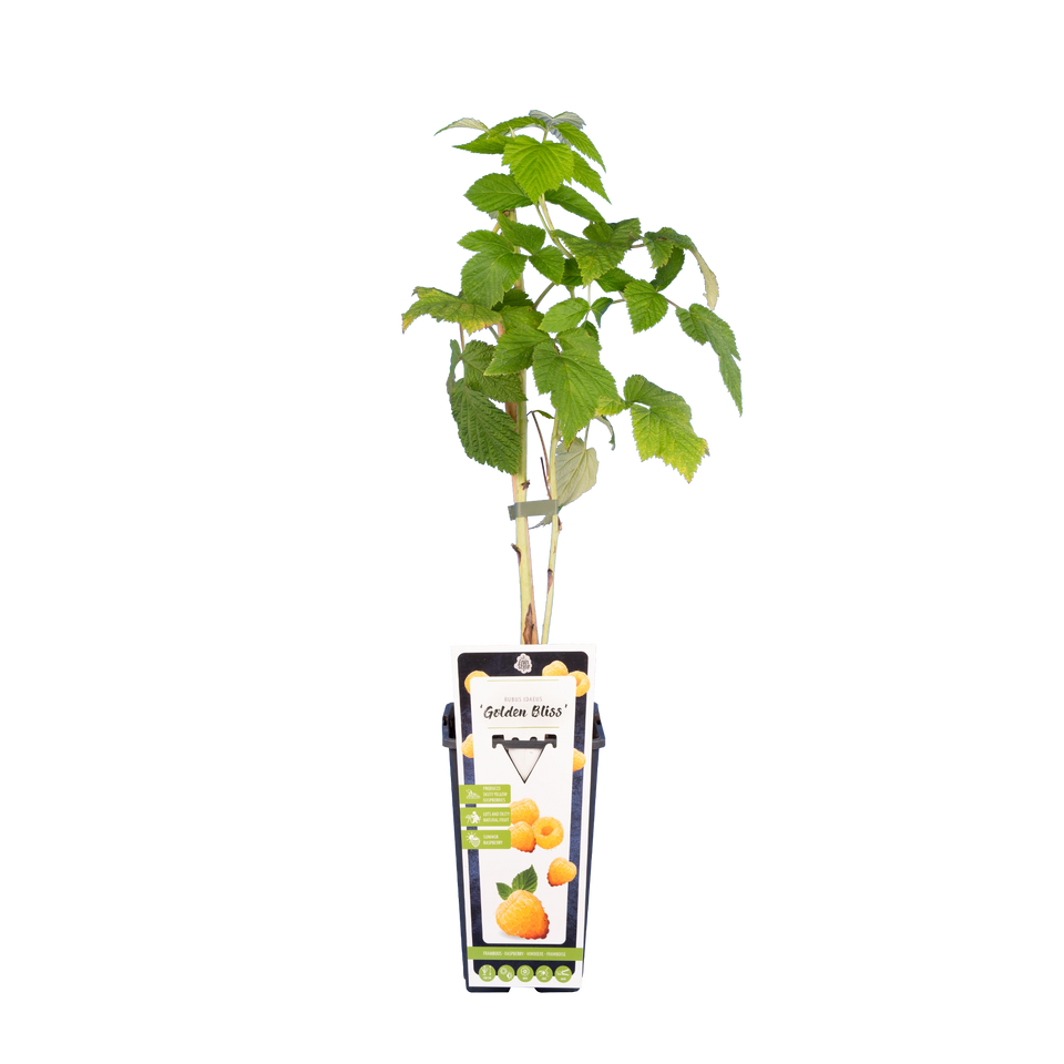 Sommerhimbeere 'Golden Bliss'