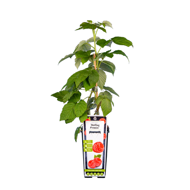 Sommerhimbeere 'Malling Promise'