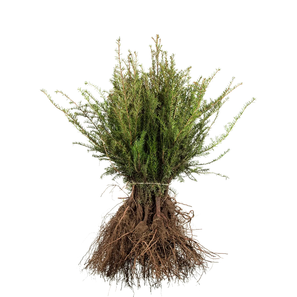 Gemeine Eibe (Taxus baccata) | 20-30 cm Wurzelware