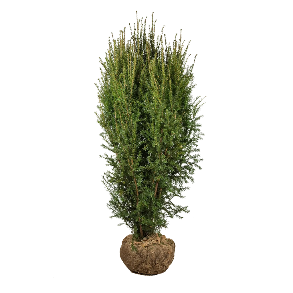 Becher-Eibe Hillii (Taxus Media Hillii) - Ohne Beeren | 125-150 cm mit  Wurzelballen