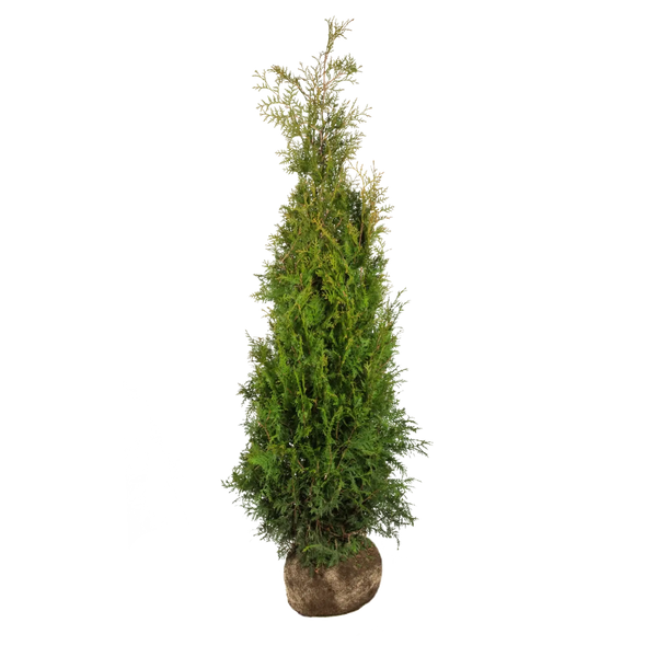 Thuja occidentalis 'Brabant' Konifere (Lebensbaum) | 180-200 cm mit  Wurzelballen