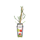 Cranberry 'Early Black'