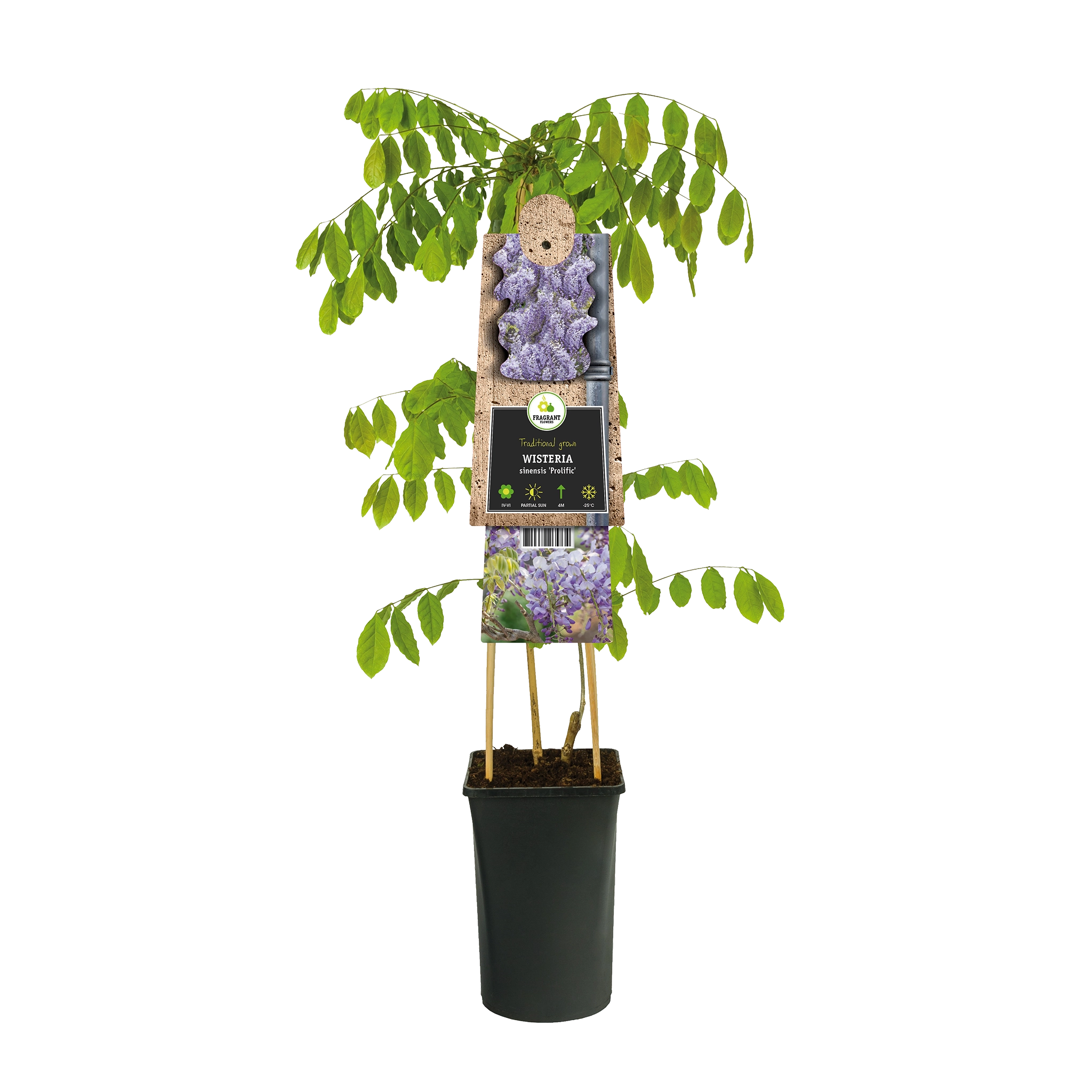 Blauregen (Wisteria sinensis 'Prolific') Kletterpflanzen kaufen